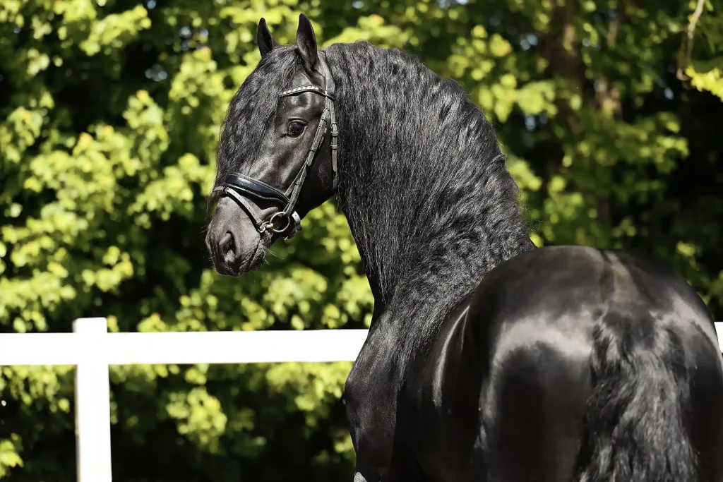 Hoofdstel fries paard