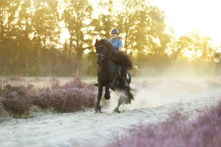Fries paard op de heide