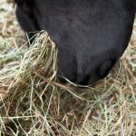Wat is het beste voer voor een Fries paard?