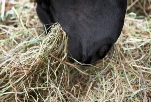 Read more about the article Wat is het beste voer voor een Fries paard?