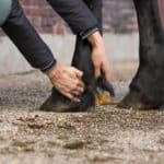 Mok bij Friese paarden: behandeling & tips uit de praktijk 2026