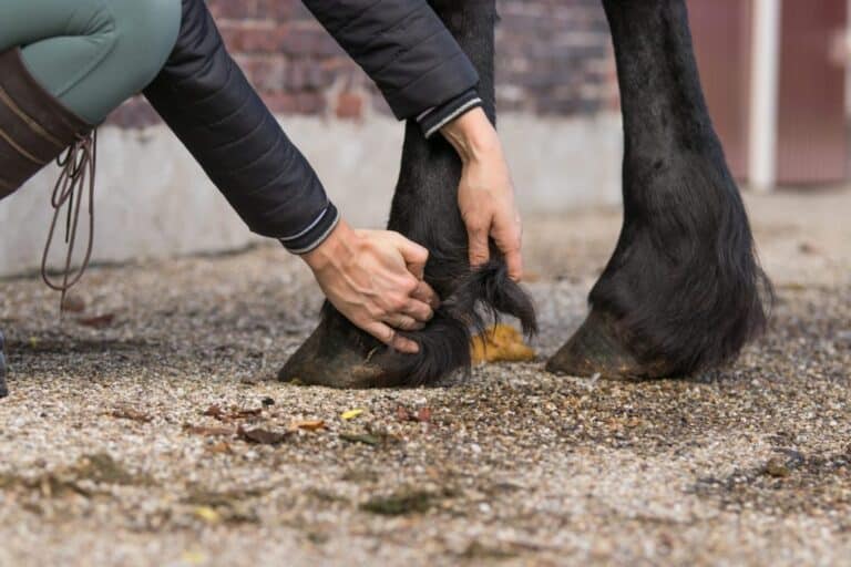 Mok bij Friese paarden