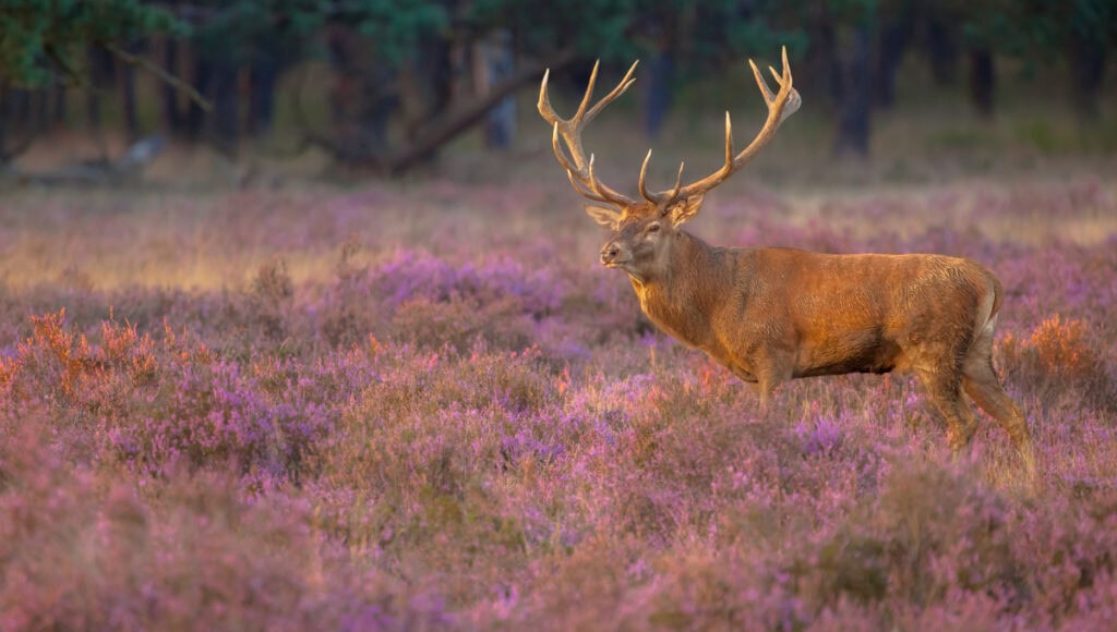 Veluwe