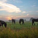 Zomereczeem bij Friese paarden; Wat werkt echt?
