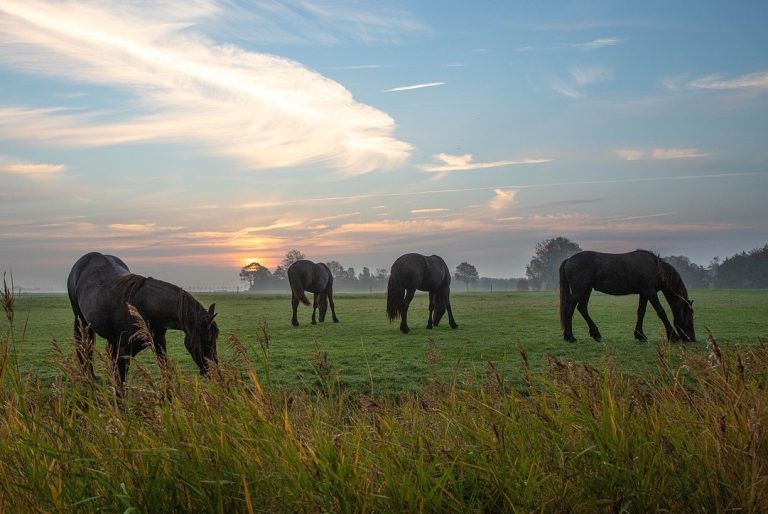 Zomereczeem Fries paard