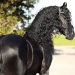 Manen en staart van je Fries perfect verzorgen: tips & producten