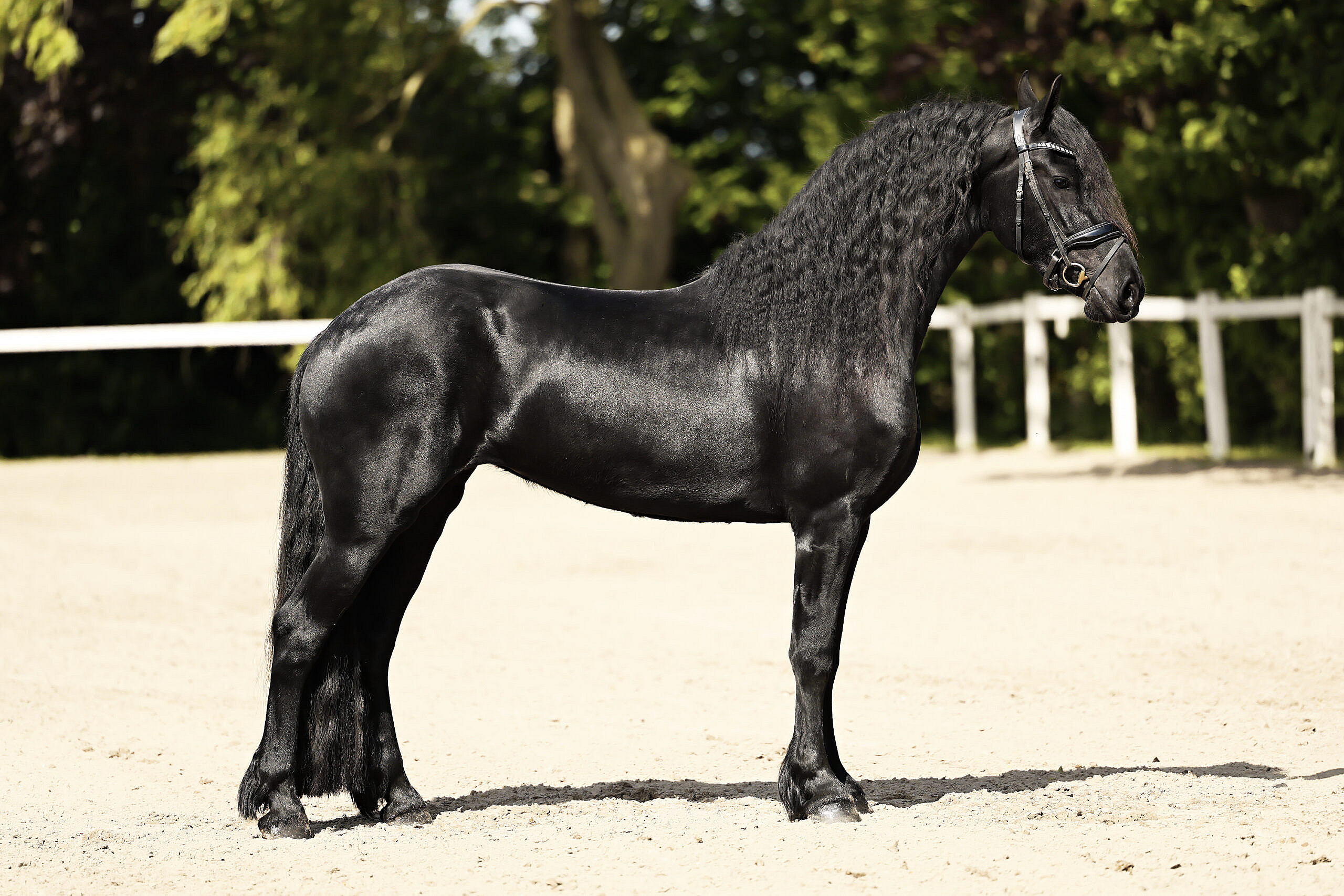 You are currently viewing Hoe houd ik mijn Fries paard mooi diepzwart?